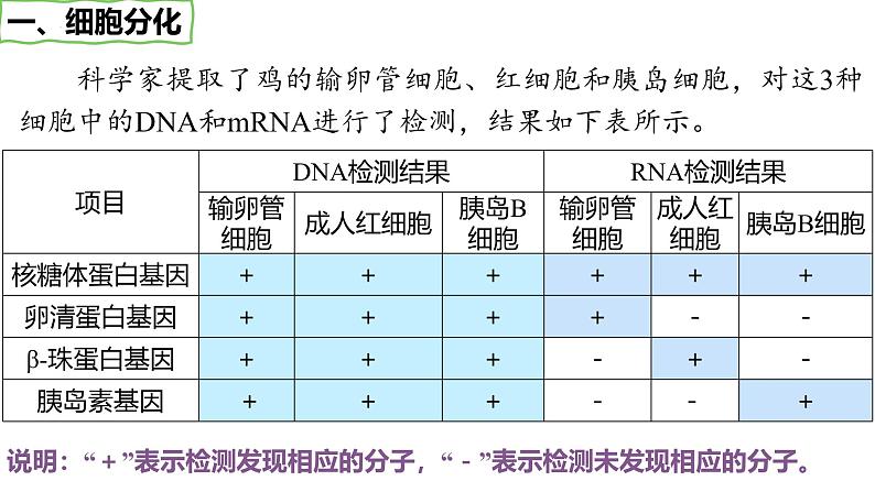 第17讲 细胞的分化、衰老和死亡-备战2025年高考生物一轮复习优质课件第6页