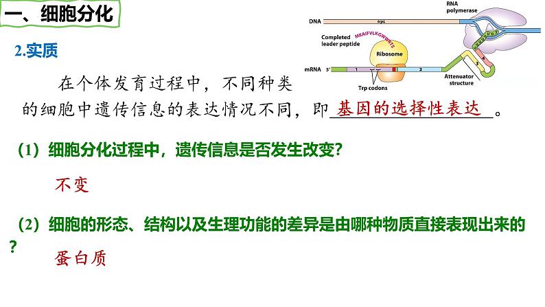 第17讲 细胞的分化、衰老和死亡-备战2025年高考生物一轮复习优质课件第8页