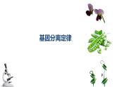 专题08 基因分离定律-2025年高考生物一轮复习课件