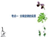 专题08 基因分离定律-2025年高考生物一轮复习课件
