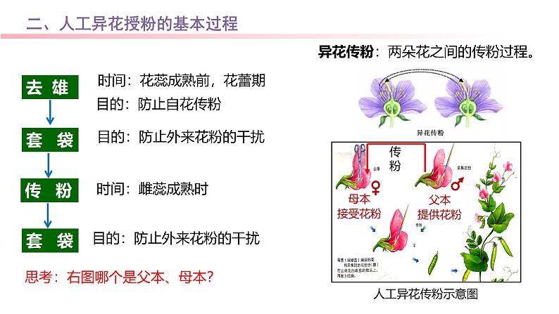 专题08 基因分离定律-2025年高考生物一轮复习课件04