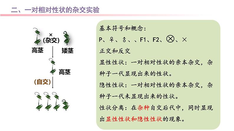 专题08 基因分离定律-2025年高考生物一轮复习课件05