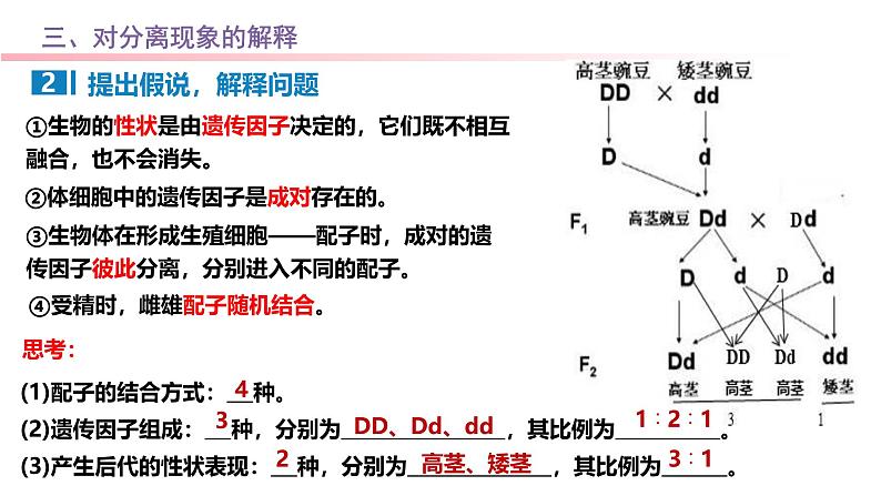 专题08 基因分离定律-2025年高考生物一轮复习课件07