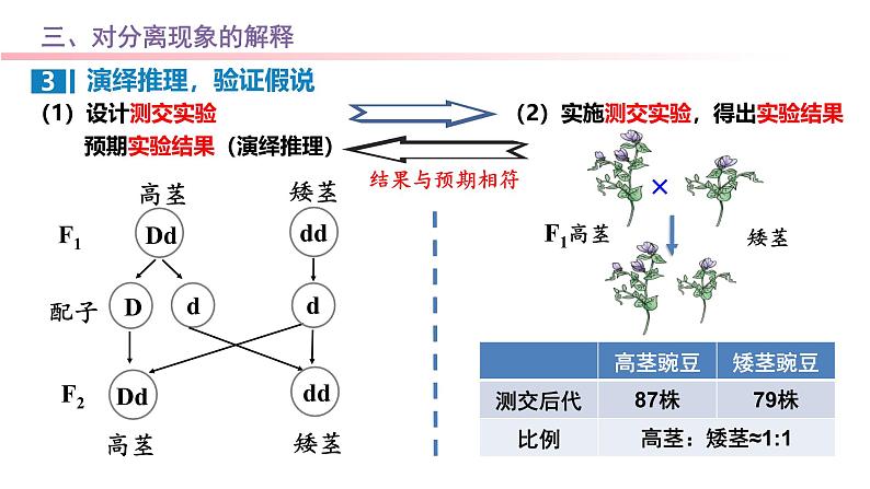 专题08 基因分离定律-2025年高考生物一轮复习课件08