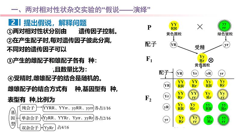 专题09 基因自由组合定律-2025年高考生物一轮复习课件04