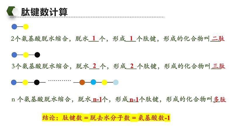 人教版（2019）高中生物必修一《分子与细胞》第二章第二节2.4蛋白质相关计算-课件03