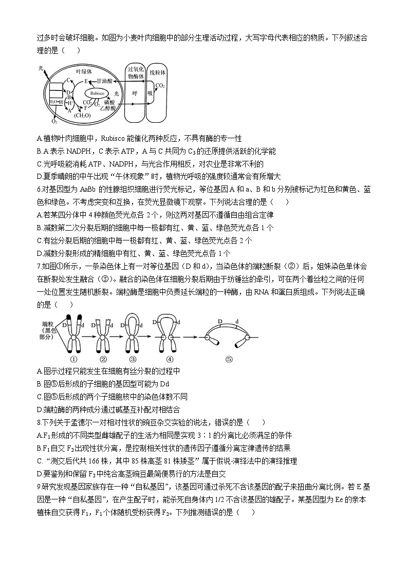 山东省济宁市实验中学2024-2025学年高三上学期10月月考生物试题第2页