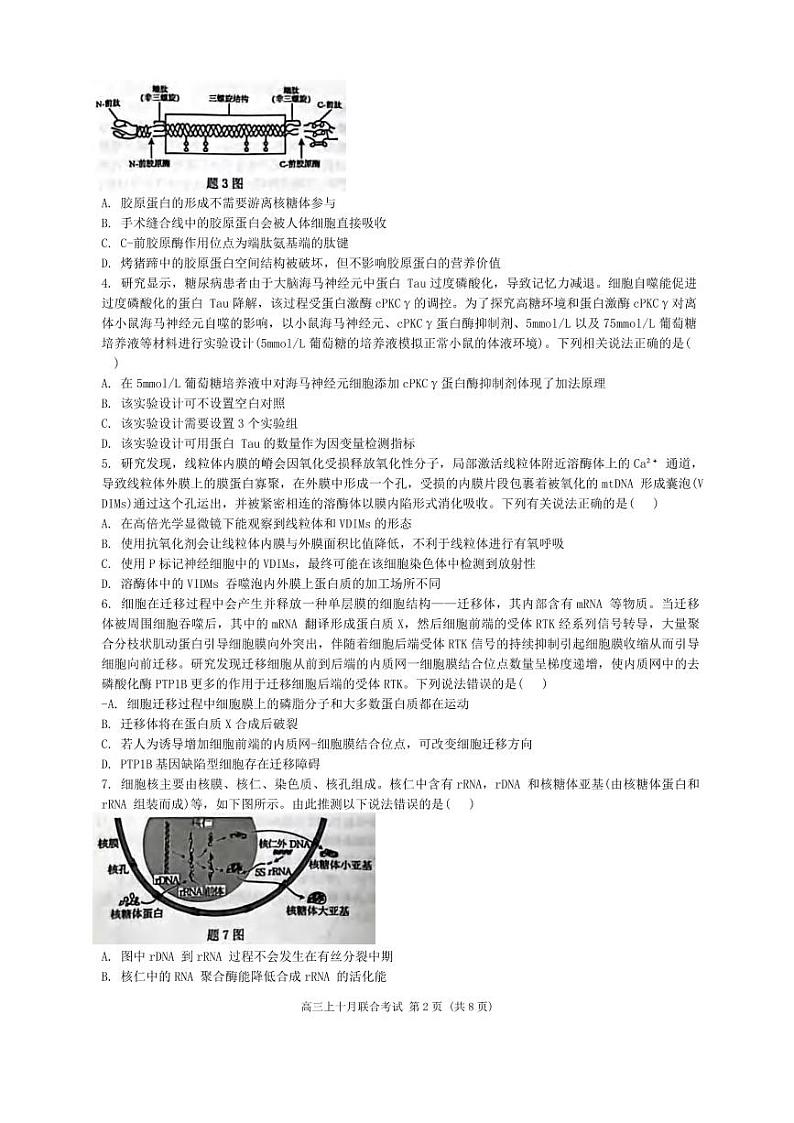 生物丨重庆市高2025届拔尖强基联盟高三10月联合考试生物试卷及答案第2页