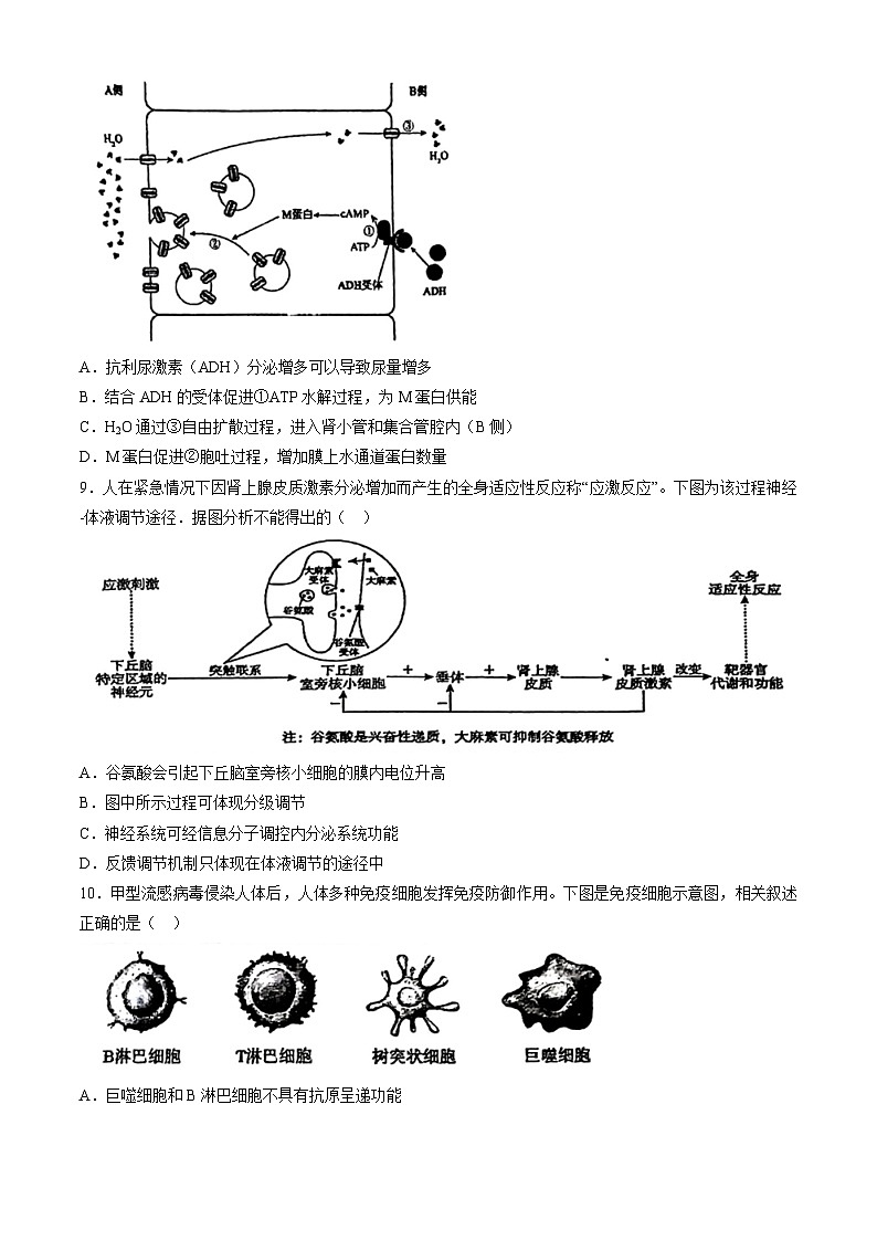 2023北京北师大实验中学高二上学期期中生物试卷（教师版）第3页
