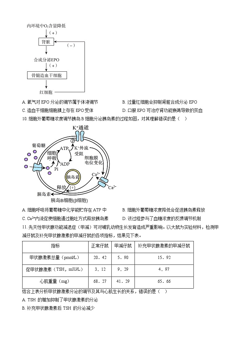 2023北京八中高二上学期期中生物试卷（教师版）第3页