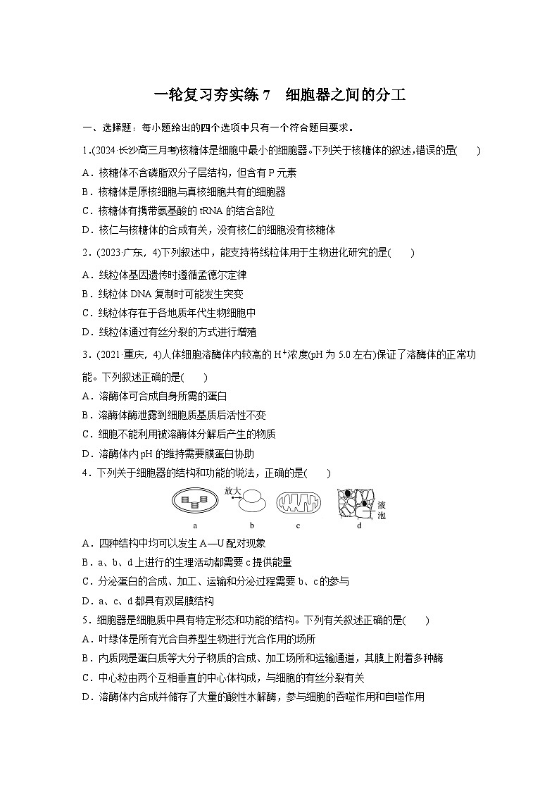 2025届生物新高考一轮复习人教版 细胞器之间的分工 作业第1页