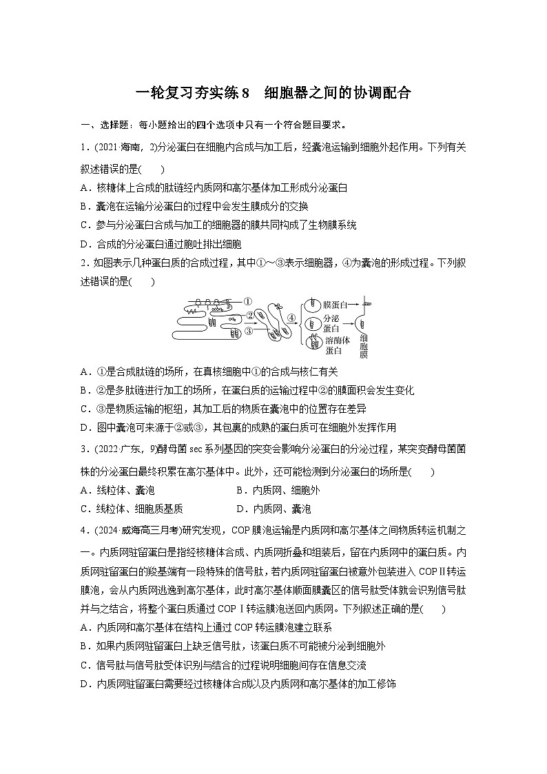 2025届生物新高考一轮复习人教版 细胞器之间的协调配合 作业第1页