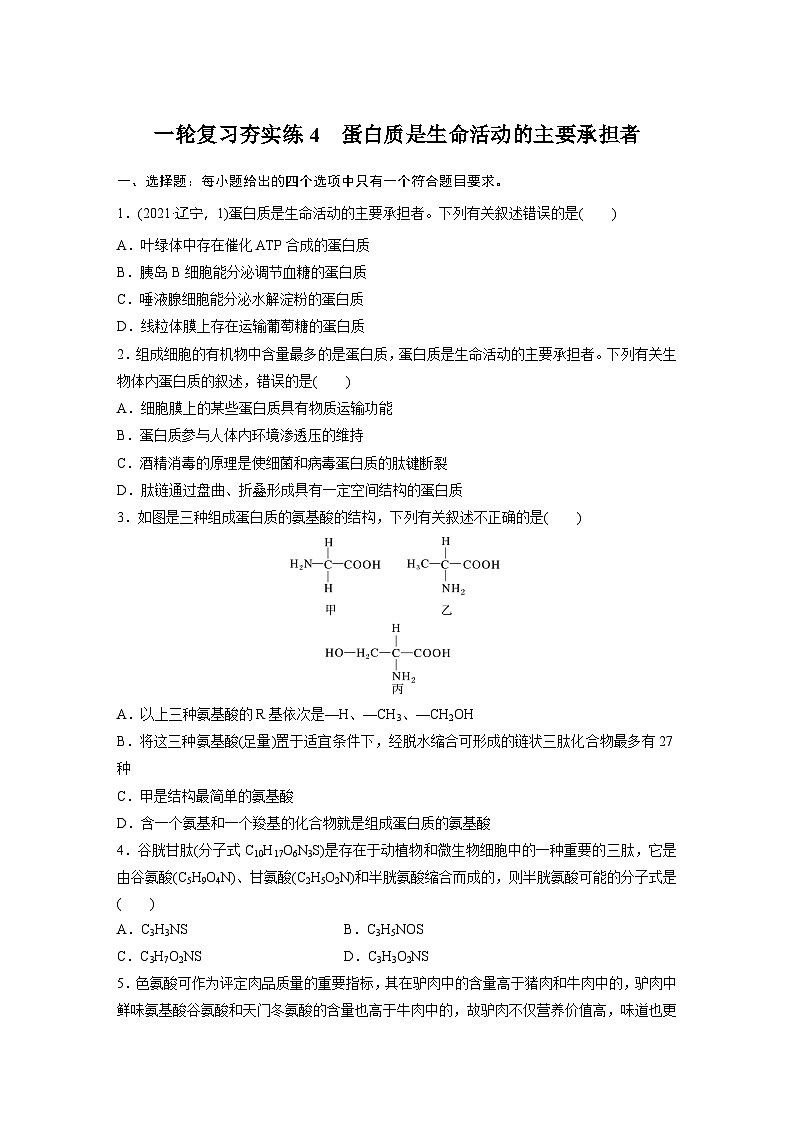 2025届生物新高考一轮复习人教版 蛋白质是生命活动的主要承担者 作业第1页