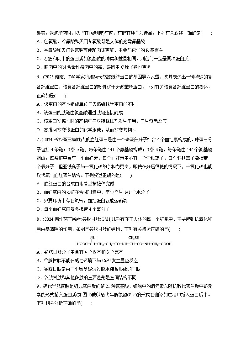 2025届生物新高考一轮复习人教版 蛋白质是生命活动的主要承担者 作业第2页
