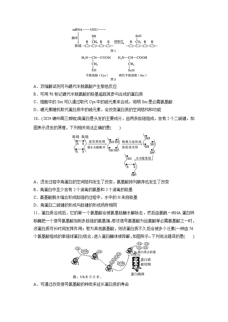 2025届生物新高考一轮复习人教版 蛋白质是生命活动的主要承担者 作业第3页