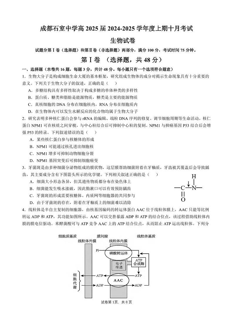 生物丨四川省成都市石室中学2025届高三10月月考生物试卷及答案第1页