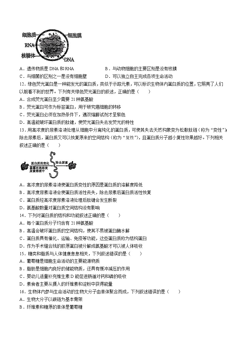 江苏省青阳中学2024-2025年高一上学期第一次月考生物题第3页