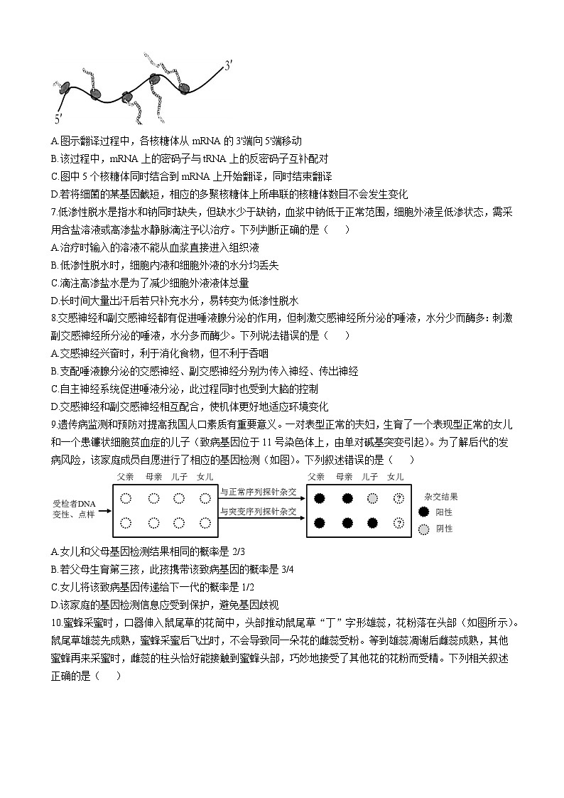 海南海口市某校2024-2025学年高二上学期10月月考生物试题02