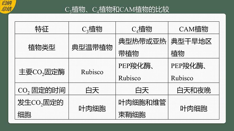 高中生物（人教版）新教材同步必修第一册课件+讲义 第5章　微专题三　C3、C4、CAM植物及光呼吸06