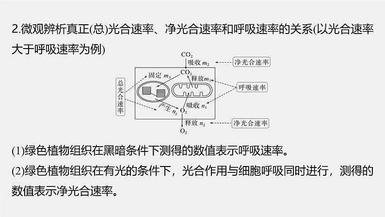 高中生物（人教版）新教材同步必修第一册课件+讲义 第5章　微专题四　光合作用与细胞呼吸的关系、曲线模型及相关实验设计07