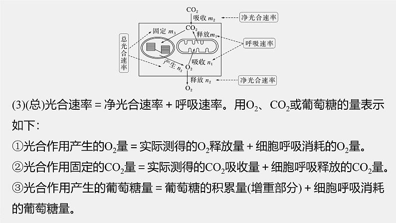 高中生物（人教版）新教材同步必修第一册课件+讲义 第5章　微专题四　光合作用与细胞呼吸的关系、曲线模型及相关实验设计08