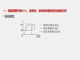 高中生物（人教版）新教材同步必修第一册课件+讲义 第6章　微专题五　与有丝分裂过程相关的图像和曲线分析