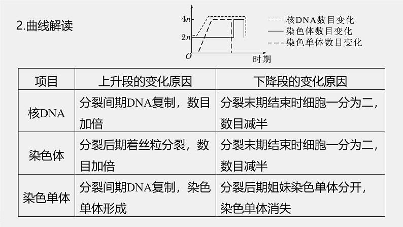 第6章　微专题五　与有丝分裂过程相关的图像和曲线分析第4页