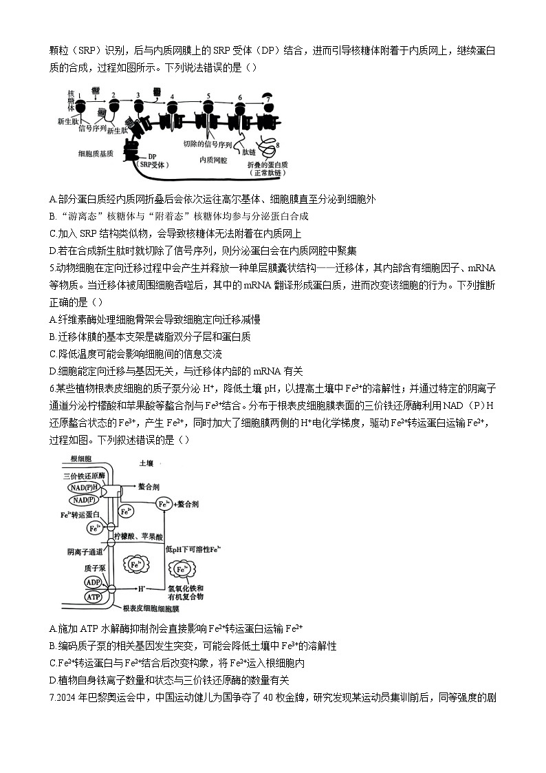重庆市渝中区重庆市巴蜀中学校2024-2025学年高三上学期10月月考生物试题02