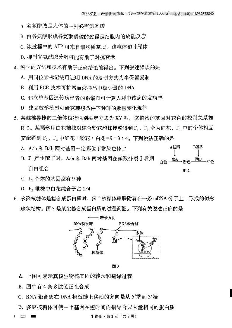 云南省昆明市五华区云南师范大学附属中学2024-2025学年高三上学期10月月考生物试题第2页