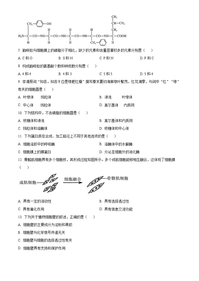 浙江省温州市第八中学2024-2025学年高一上学期10月月考生物试题（Word版附解析）02
