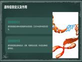 遗传信息主要储存在细胞核中高中生物苏教版（2019） 必修1 分子与细胞 课件