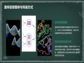 遗传信息主要储存在细胞核中高中生物苏教版（2019） 必修1 分子与细胞 课件