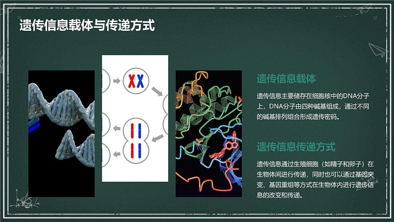 遗传信息主要储存在细胞核中高中生物苏教版（2019） 必修1 分子与细胞 课件05