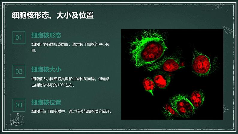 遗传信息主要储存在细胞核中高中生物苏教版（2019） 必修1 分子与细胞 课件08