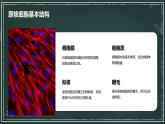 原核细胞和真核细胞的主要区别高中生物苏教版（2019） 必修1 分子与细胞 课件