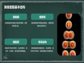 原核细胞和真核细胞的主要区别高中生物苏教版（2019） 必修1 分子与细胞 课件