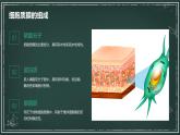 细胞质膜具有选择透过性高中生物苏教版（2019） 必修1 分子与细胞 课件