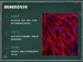 结构与功能独特的细胞器高中生物苏教版（2019） 必修1 分子与细胞 课件