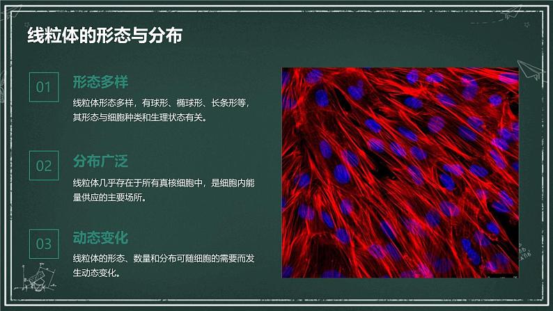 结构与功能独特的细胞器高中生物苏教版（2019） 必修1 分子与细胞 课件04