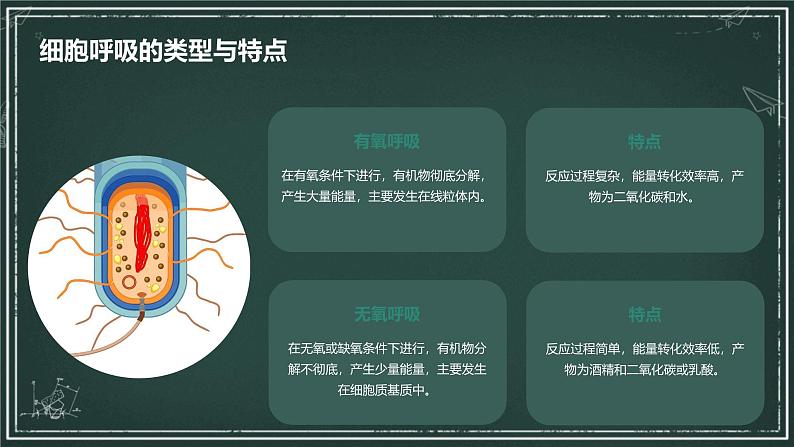 细胞呼吸产生能量的利用高中生物苏教版（2019） 必修1 分子与细胞 课件05