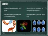 高中生物学-苏教版（2019）-必修1-分子与细胞-第四章-第一节细胞增殖课件