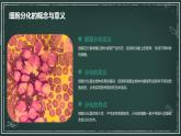 高中生物学：细胞分化、衰老和死亡高中生物苏教版（2019） 必修1 分子与细胞 课件