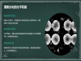 高中生物学：细胞分化、衰老和死亡高中生物苏教版（2019） 必修1 分子与细胞 课件