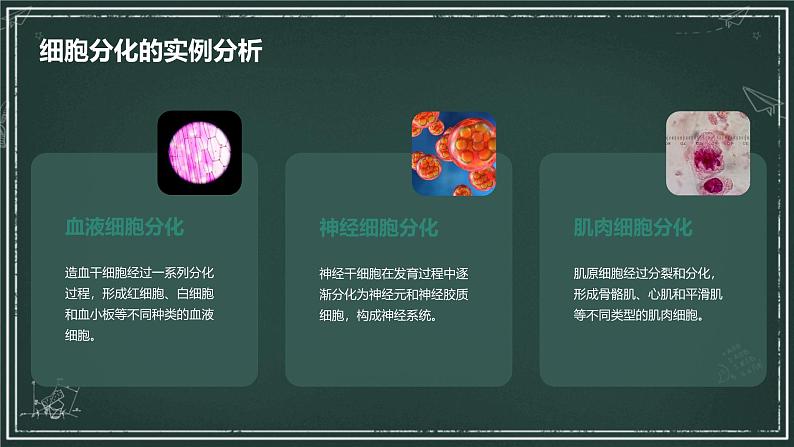 高中生物学：细胞分化、衰老和死亡高中生物苏教版（2019） 必修1 分子与细胞 课件第6页