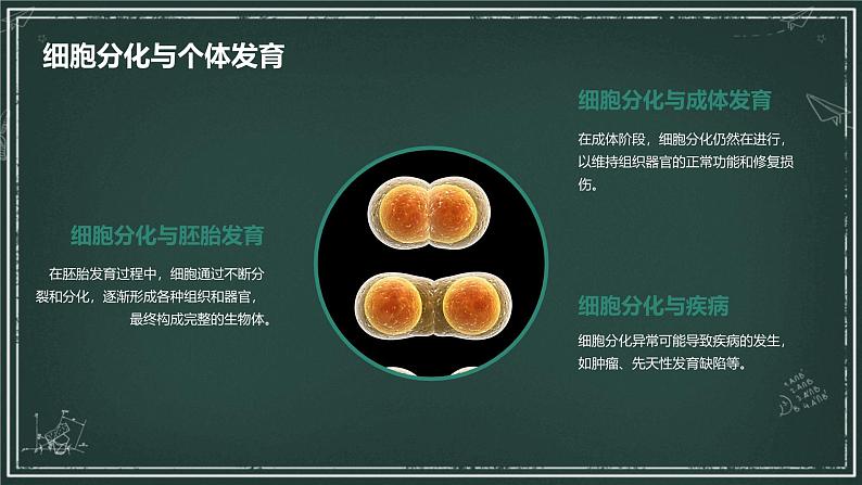 高中生物学：细胞分化、衰老和死亡高中生物苏教版（2019） 必修1 分子与细胞 课件第7页