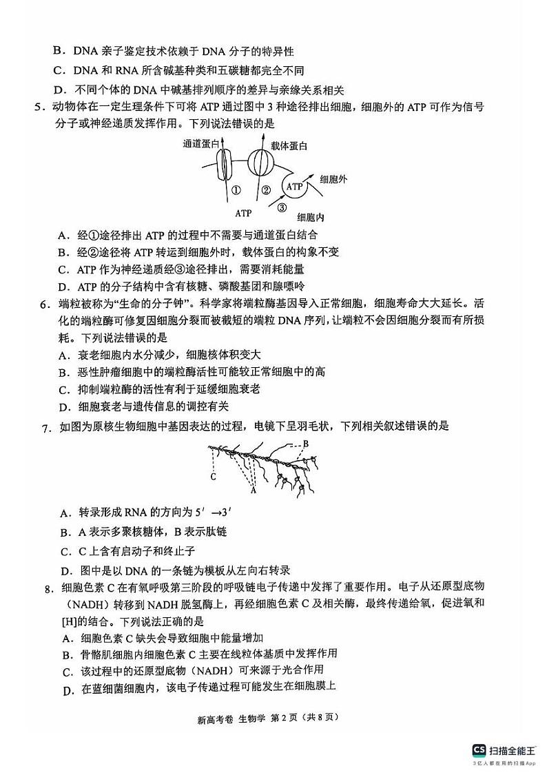 河南省部分学校2024-2025学年高三上学期10月联考生物试题第2页