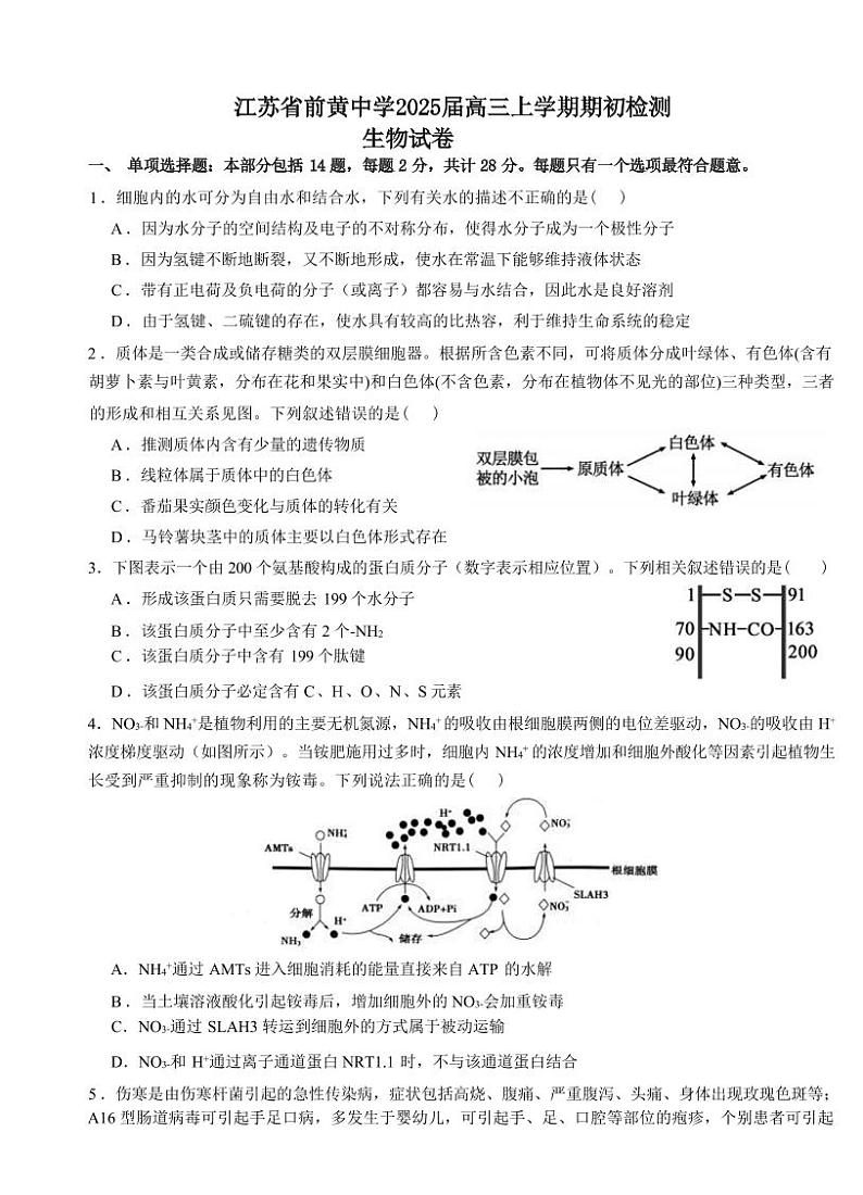 江苏前黄2024年高级中学高三9月检测 生物试题（含答案）01