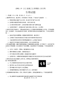 内蒙古自治区赤峰市红山区赤峰二中2024-2025学年高三上学期10月月考生物试题