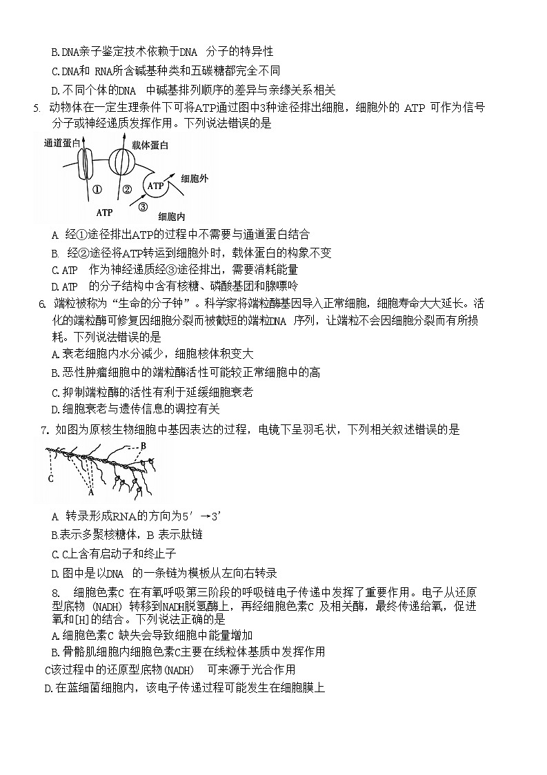 河南省部分学校2024-2025学年高三上学期10月联考生物试题第2页