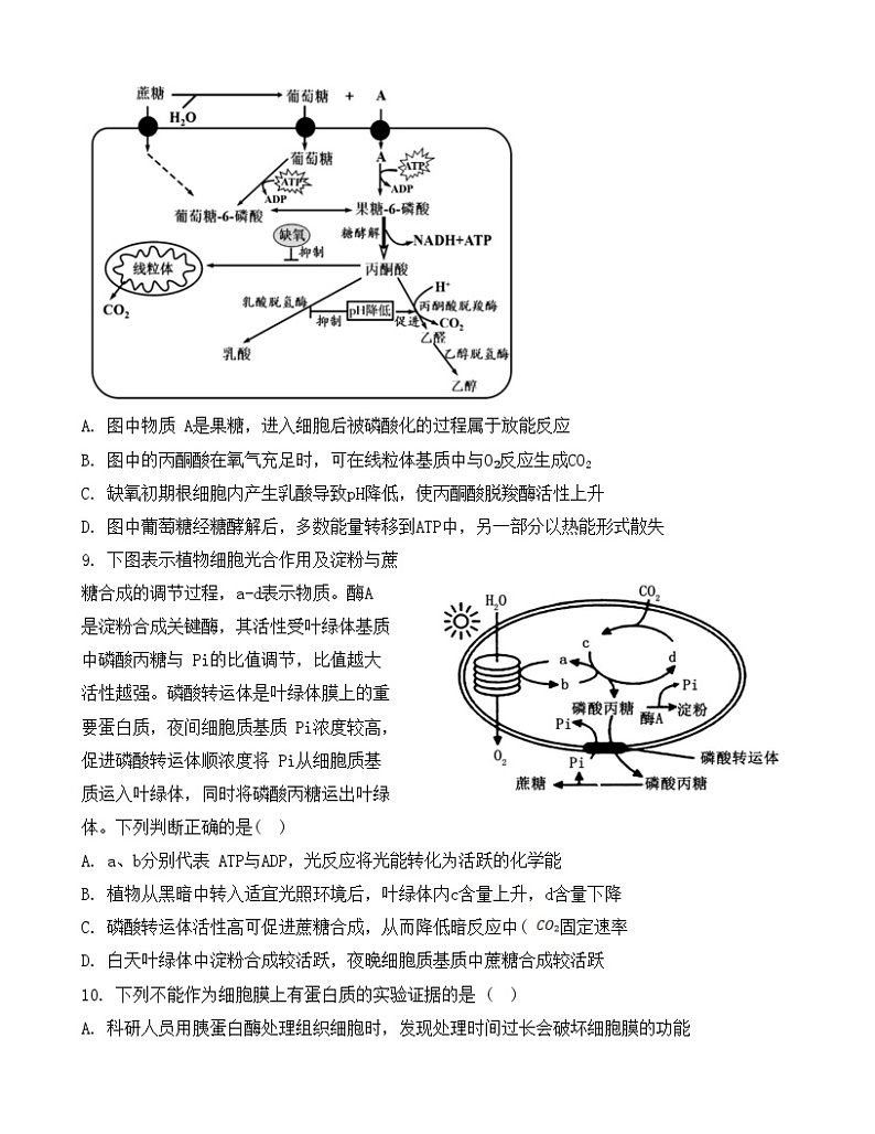 河北省部分学校2024-2025学年高三上学期第二次质检生物试题（Word版附解析）第3页